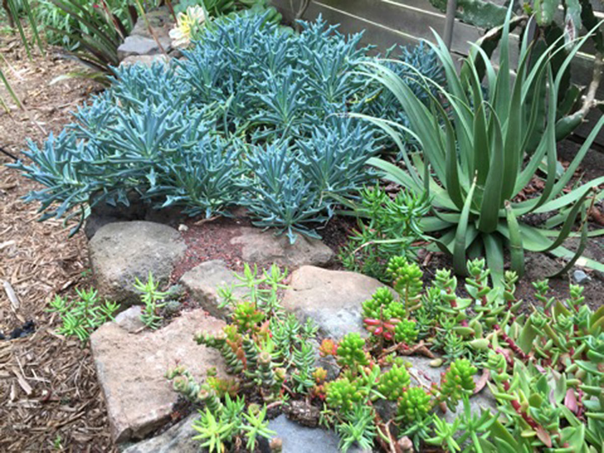 Ground Cover Landscaping